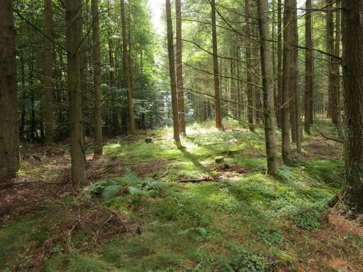Blick Zum Maimont Hotell Ludwigswinkel Eksteriør bilde